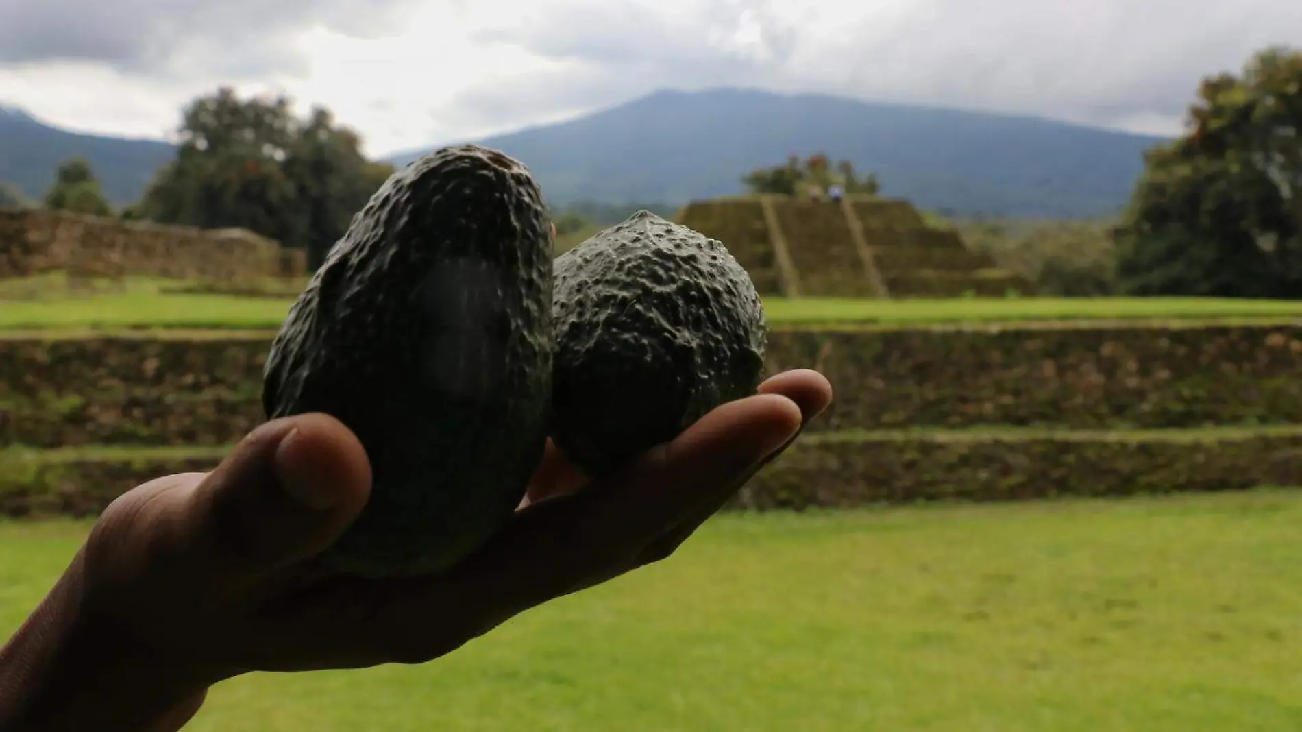 Cultivo de aguacate en zonas arqueológicas (4)